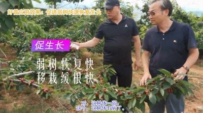 促進生長 弱樹恢復(fù)快 移栽緩根快(2020-2021)