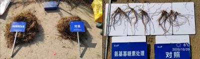 增產(chǎn)、防爛根:英額門鎮(zhèn)丁家街村(2020.10.29)