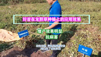 增產(chǎn)效果明顯、抗病害:撫順市清原滿族自治縣英額門鎮(zhèn)椽子溝村(2021.9.4)