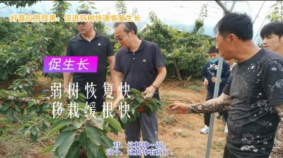 促進(jìn)生長(zhǎng) 弱樹(shù)恢復(fù)快 移栽緩根快(2020-2021)
