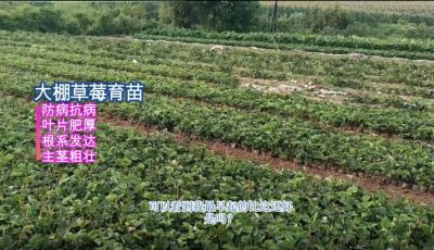 抗病、葉片濃綠增厚、主莖粗壯、根系發(fā)達(dá)：東港小甸子鎮(zhèn)（2021.8）