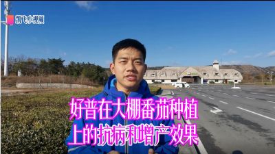 抗病、增產(chǎn)、提升果品：旅順三寰牧場(chǎng)大棚番茄（2020.12）