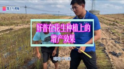 普蘭店雙塔鎮(zhèn)雙塔村塔東屯：促生根、增產(chǎn)、提高品質(zhì)（2021年9月）