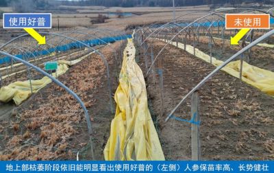 吉林人參進入入冬前防寒期，好普在人參上的應(yīng)用示范有序開展