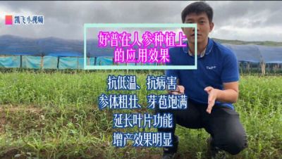 抗低溫、防病害、參體粗壯、芽孢飽滿，延長(zhǎng)葉片功能，增產(chǎn)效果明顯：吉林省延邊自治州安圖縣臺(tái)前村（2021年9月）