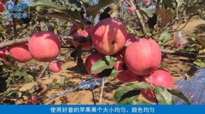 轉(zhuǎn)色快 色澤艷麗 果個(gè)均勻：長富2號蘋果  瓦房店永寧鎮(zhèn)劉家溝（2021.10）