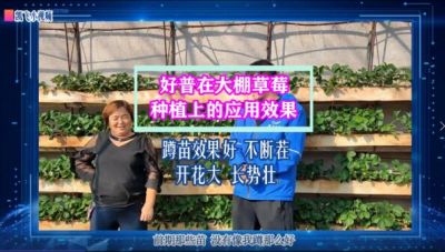 蹲苗效果好、不斷茬、開花大、長勢壯:?東港市馬家店鎮(zhèn)大棚草莓（2021.10.29）