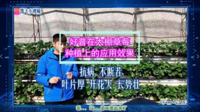 抗病不斷茬、葉片厚、開花大、長勢壯：東港市合隆鎮(zhèn)大棚草莓(2021.10.29)