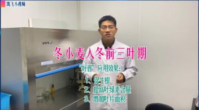 冬小麥三葉期：促生根、提高葉綠素含量、增加葉片面積；山東菏澤市孟海鎮(zhèn)（2021.12.10）