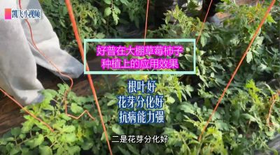 根葉好、花芽分化好、抗病能力強(qiáng)：金州華家街道孫屯 大棚草莓柿子（2021.12.16）