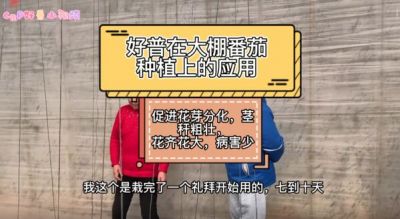 促進(jìn)花芽分化、花齊花大、病害少:大連市華家街道金星村(2022.2.18)