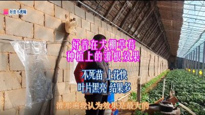 不死苗、上花快、葉片黑亮、結(jié)果多：莊河市光明山鎮(zhèn)喬屯村大棚草莓（2022.1.4）