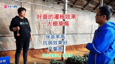 保苗率高、抗病效果好、產(chǎn)量高:莊河市光明山鎮(zhèn)小營子村 大棚草莓（2022.1.4）
