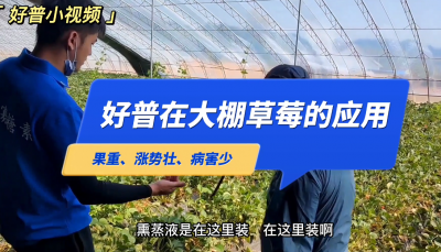 果重、長勢壯、病害少：莊河市步云山鄉(xiāng)溫泉村大棚草莓（2022.5.28）