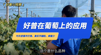葉片舒展不打蔫、果實不蹦粒、病害少：金州區(qū)七頂山巨峰葡萄(2022.6.24)