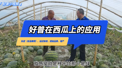 抗逆（低溫寡照）、延遲衰老、提高品質(zhì)、增產(chǎn)：新民市大民屯西瓜（2022.7.12）