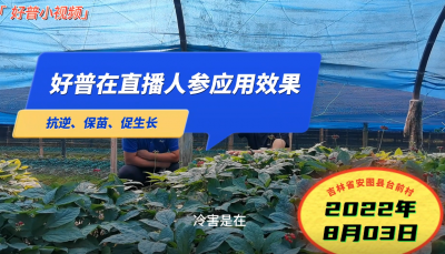 抗逆、保苗、促生長(zhǎng)：吉林安圖縣人參（2022.8.3）