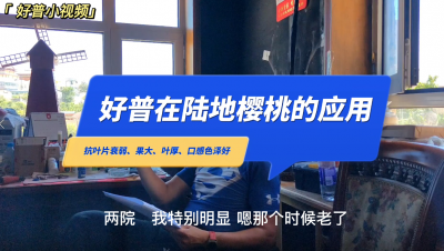 抗葉片衰弱、口感豐富、保葉：大連革鎮(zhèn)堡露地櫻桃（2022.6.26）