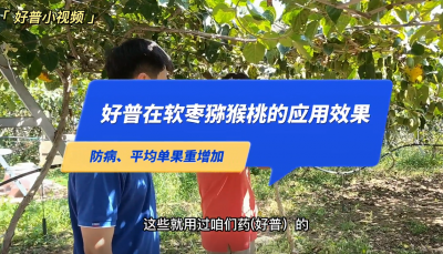防病、平均單果重增加:大連市金州區(qū)華家街道軟棗獼猴桃（2022.9.13）