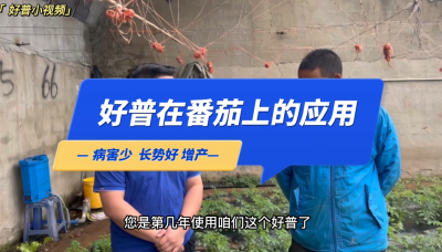 病害少、長勢好：大連市金州區(qū)華家街道番茄（2022.10.10）