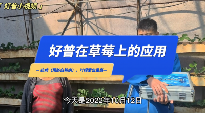 葉綠素含量高、抗?。簴|港市馬家店鎮(zhèn)草莓（2022.10.12）