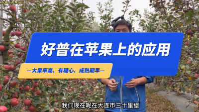 大果率高、有糖心、成熟期早：大連市金州區(qū)三十里堡街道馬圈農(nóng)場矮化富士蘋果（2022.10.31）