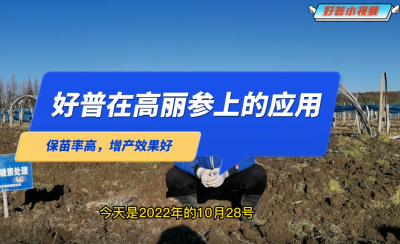 保苗率高、增產(chǎn)效果好：延邊州安圖縣臺前村高麗參（2022.10.28）