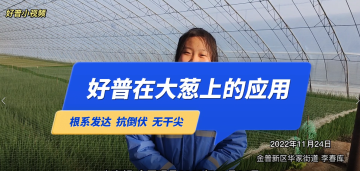 根系發(fā)達(dá)、抗倒伏、無(wú)干尖：大連市金普新區(qū)華家街道大蔥（2022.11.24）