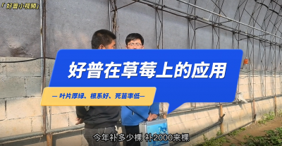 葉片厚綠、根系好、死苗率低：莊河市仙人洞鎮(zhèn)草莓（2022.11.1）