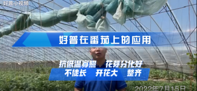 花芽分化好、不徒長、開花好：大連市金普新區(qū)登沙河街道叢家金星村番茄（2022.7.15）