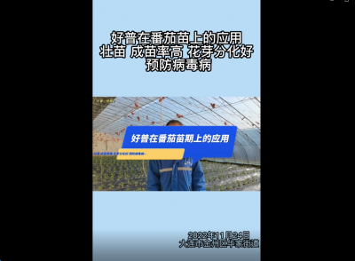 成苗率、花芽分化好、預(yù)防病毒病：大連市金普新區(qū)華家街道番茄（2022.11.24）