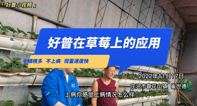 毛細根多、不上病、現(xiàn)蕾速度快：莊河市蓉花山鎮(zhèn)草莓（2022.11.17）