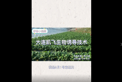 病害輕、成熟早、長(zhǎng)勢(shì)好：東港市小甸子鎮(zhèn)草莓（2022.12.12）