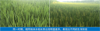 大連凱飛科技助農(nóng)——品種檢測(cè)驗(yàn)真身，“假種子”無(wú)所遁形！