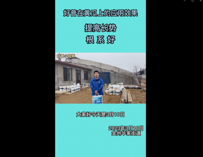 提高長(zhǎng)勢(shì)、根系好：金州華家街道（2023.3.10）