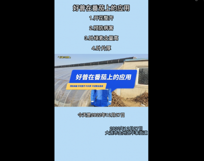 開花整齊、預防病害、葉綠素含量高、葉片厚：大連市金普新區(qū)華家街道（2022.12.28）