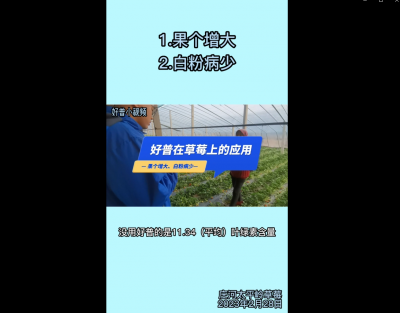 果個(gè)增大、白粉病少：莊河太平嶺（2023.2.28）