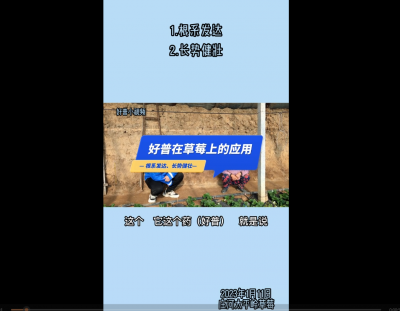 根系發(fā)達(dá)、長(zhǎng)勢(shì)健壯：莊河太平嶺 （2023.1.11）