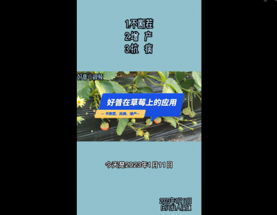 不斷茬、增產(chǎn)、抗?。和叻康晗扇硕矗?023.1.11）