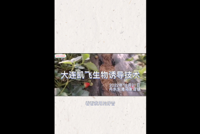 不斷茬、果沉、病害輕：東港市馬家店鎮(zhèn) （2022.12.21）