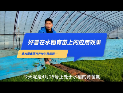 促進根系生長、提高葉片功能、保證葉齡處于正常狀態(tài)：齊齊哈爾（2023.4.25）