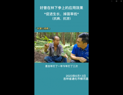 促進(jìn)生長(zhǎng)、掉苗率低:通化市柳河縣(2023.6.13）